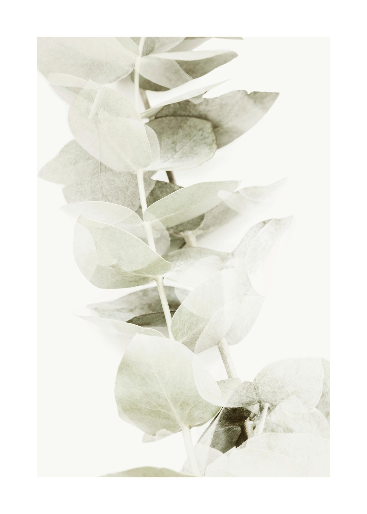 Abstract Eucalyptus No2 Print