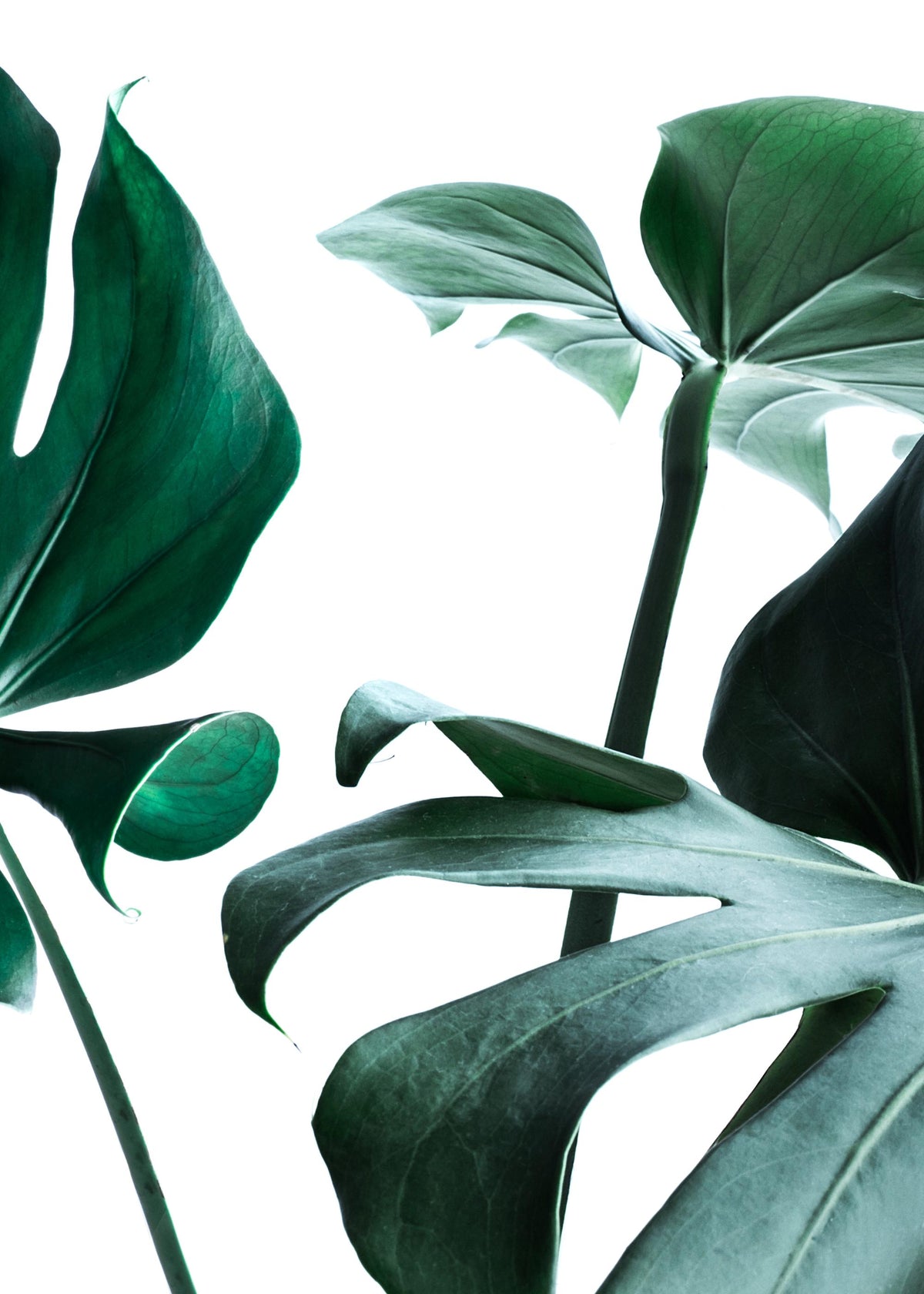 Big Monstera No.3 Print