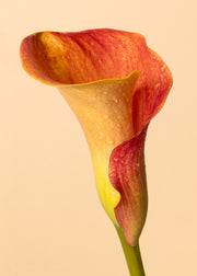 Color Calla Poster