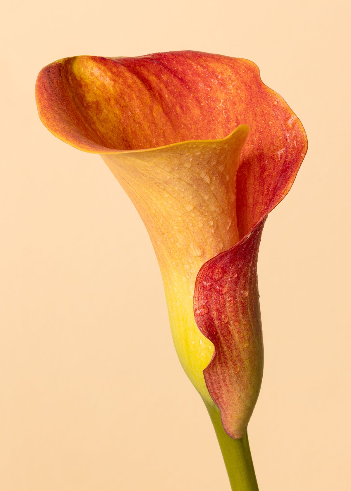 Color Calla Poster