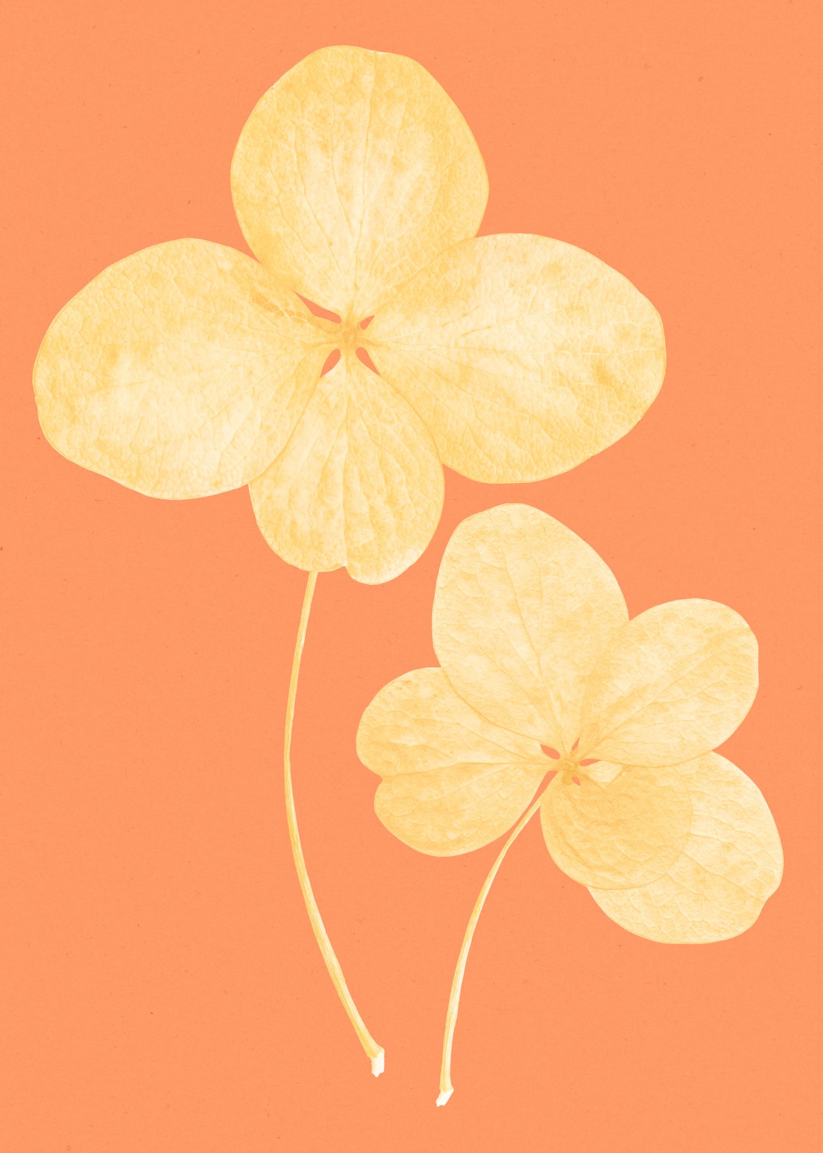 Two in Bloom Poster