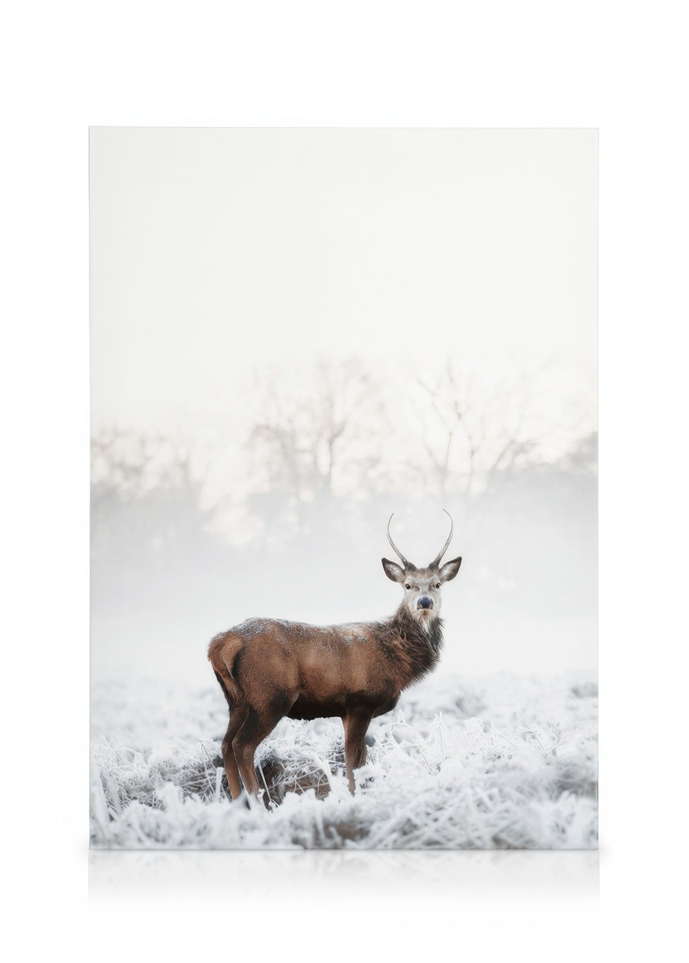Frosty Red Deer Canvas print