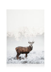 Frosty Red Deer Canvas print