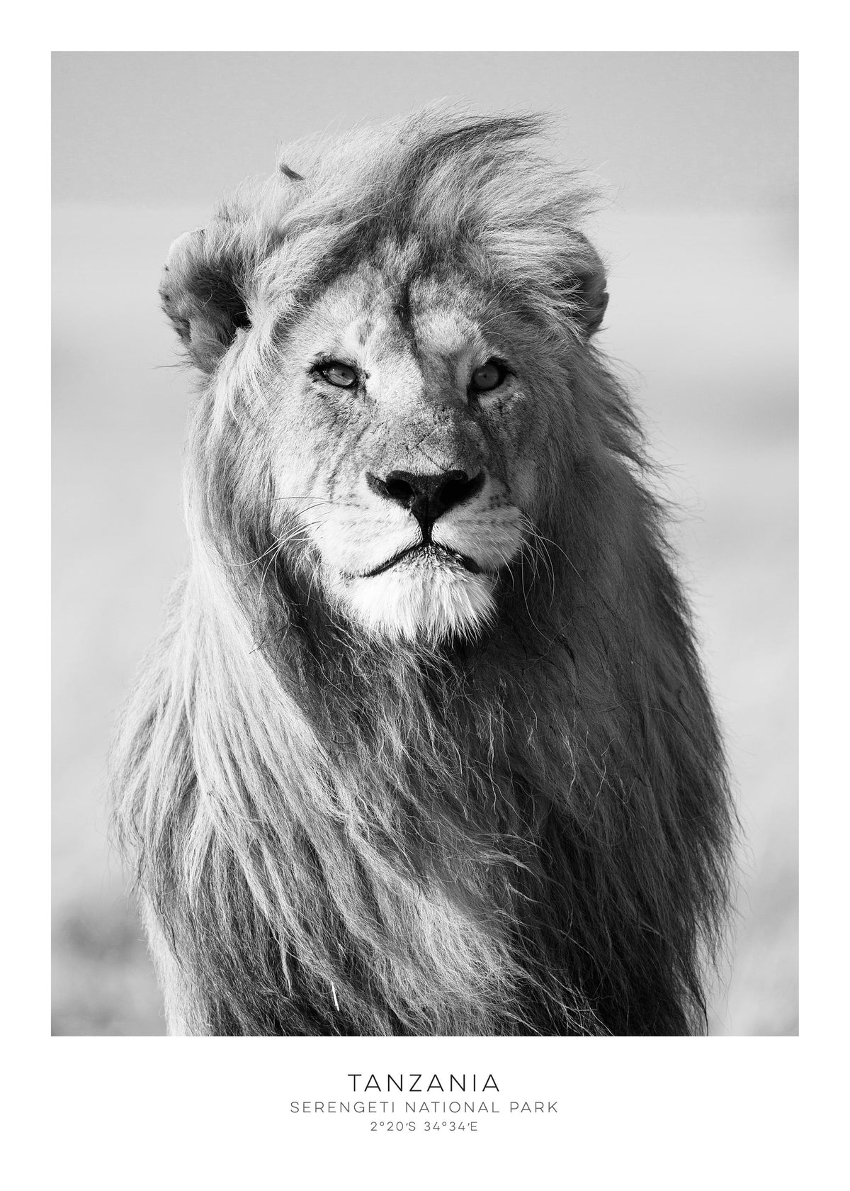 Lion, Prints