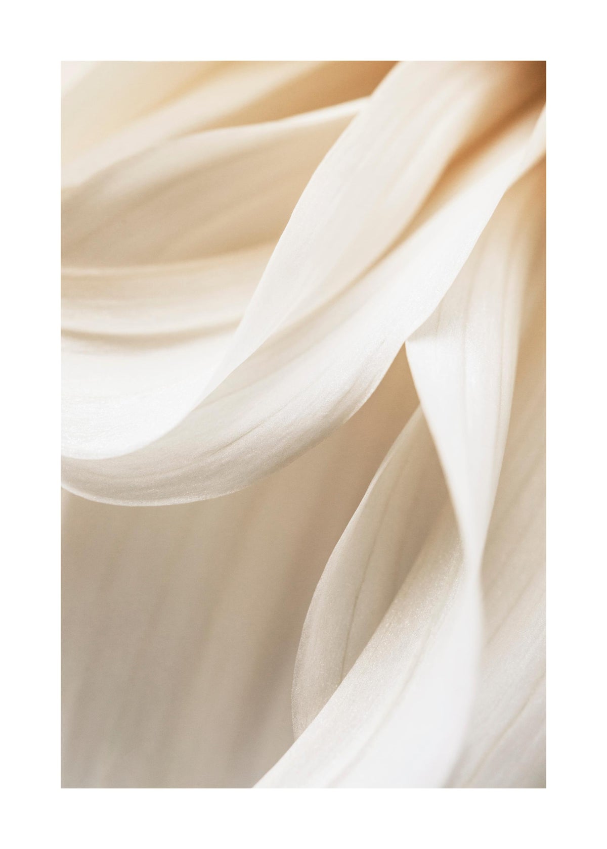 Warm Flower No2 Print