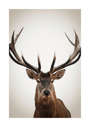 Winter Deer Print