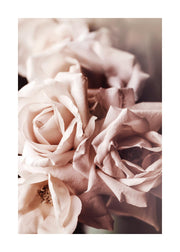 Dusty Pink Roses No1 Print