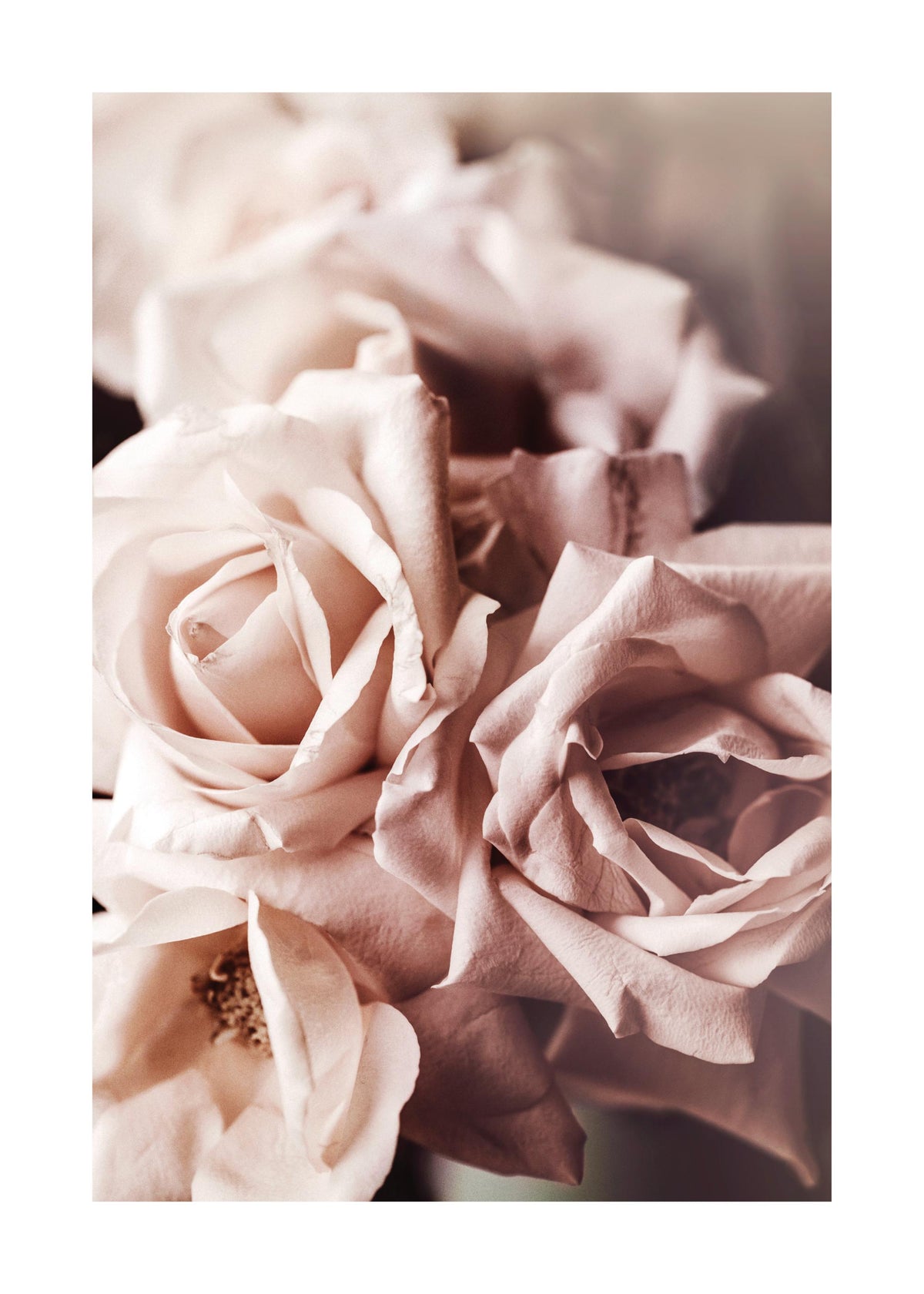 Dusty Pink Roses No1 Print