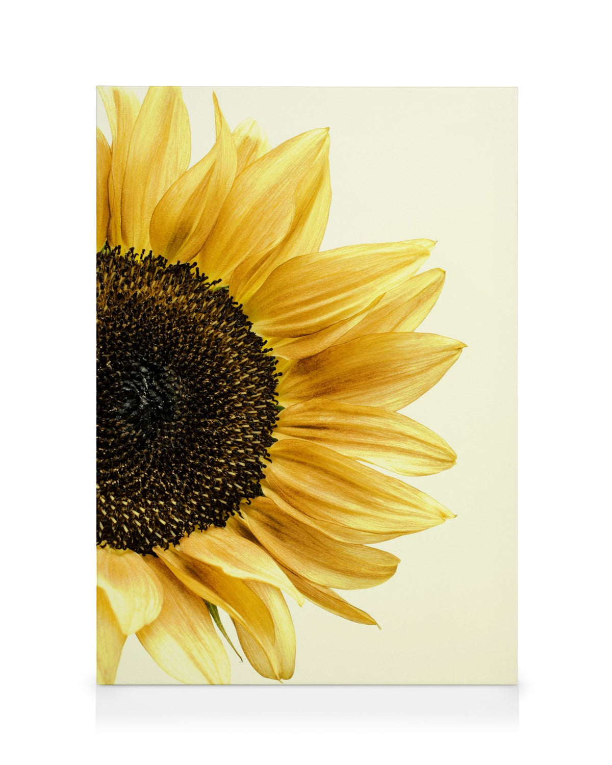 Sunflower Canvas print
