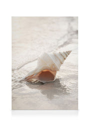 Shell on Beach Canvas