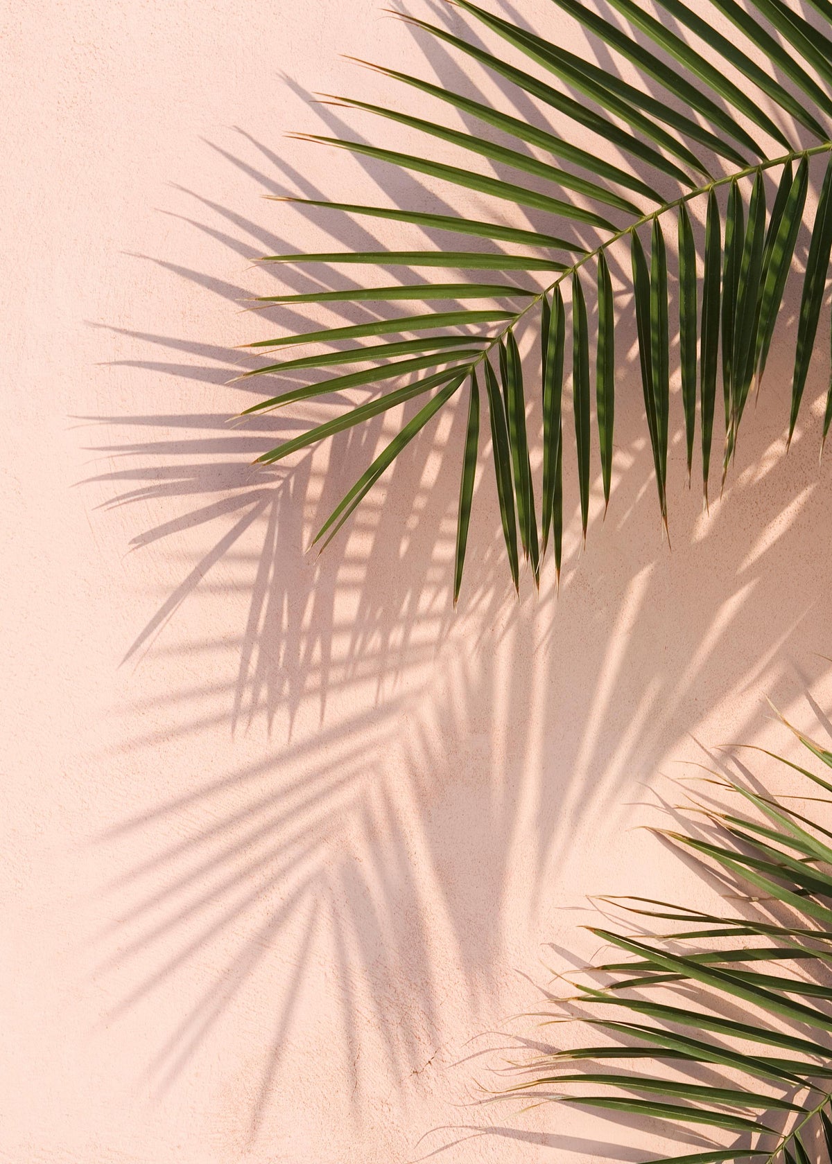 Pink Palm Print