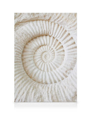 Ammonite Fossil Canvas print