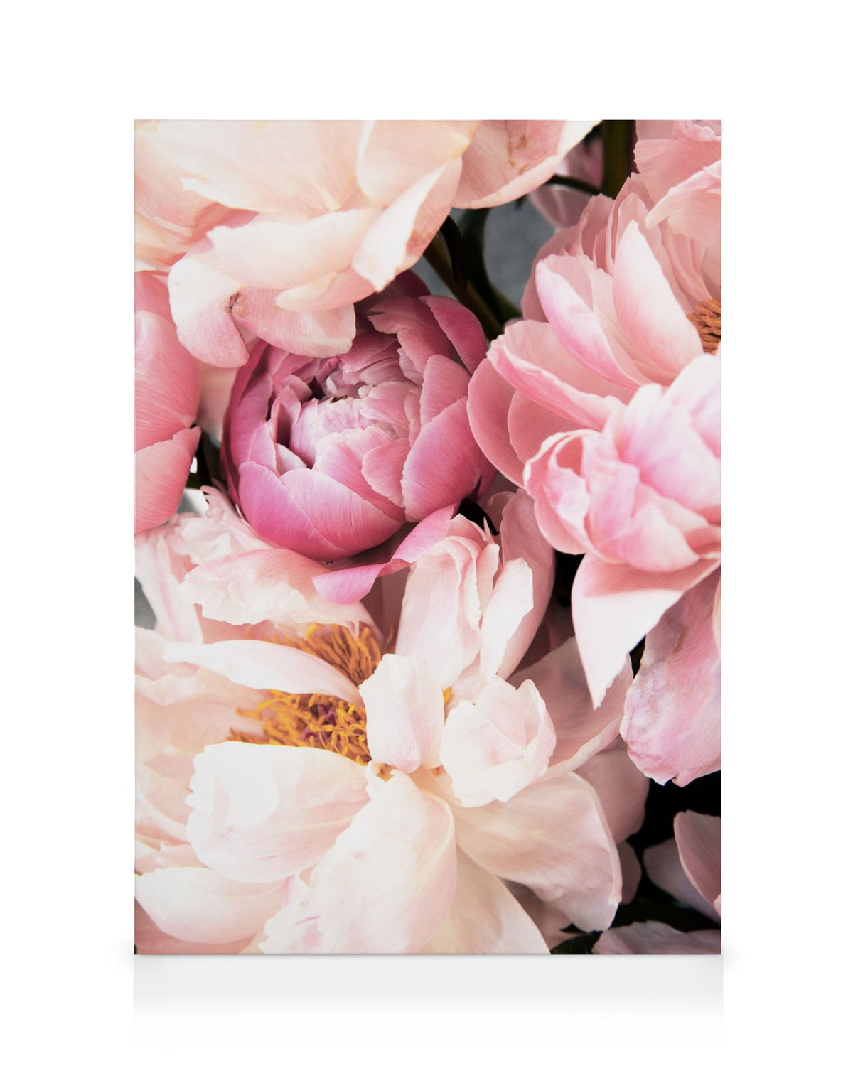 Pink Peonies No2 Canvas print