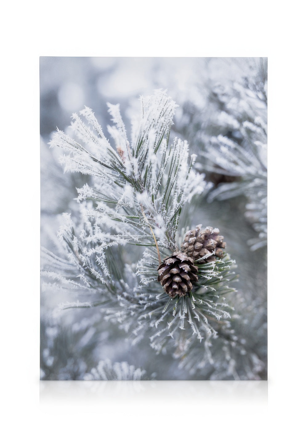 Frosty Pine Cones Canvas print