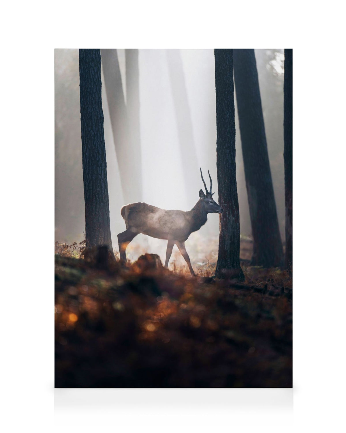 Red Deer Canvas print