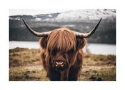 Scottish Highland Cattle Print