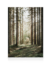 Forest Grove Canvas print