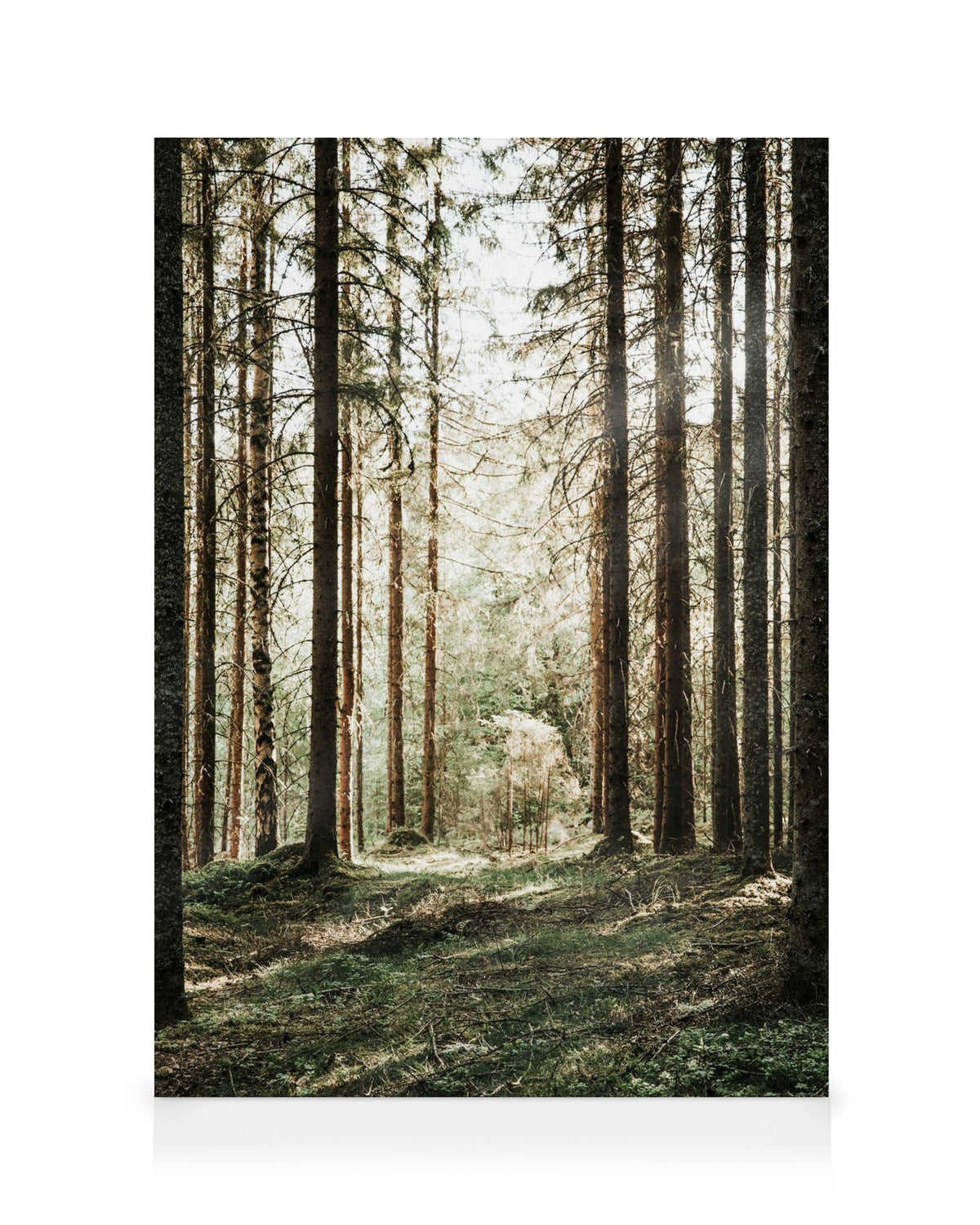 Forest Grove Canvas print