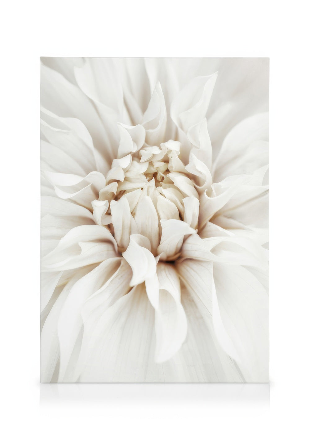Dreamy White Dahlia Canvas print