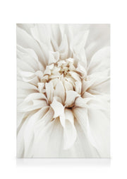 Dreamy White Dahlia Canvas print