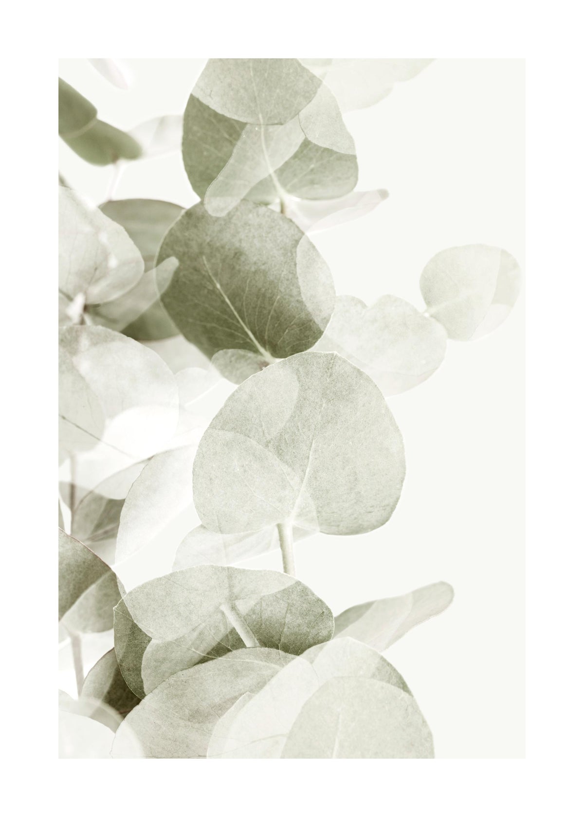 Abstract Eucalyptus No1 Print