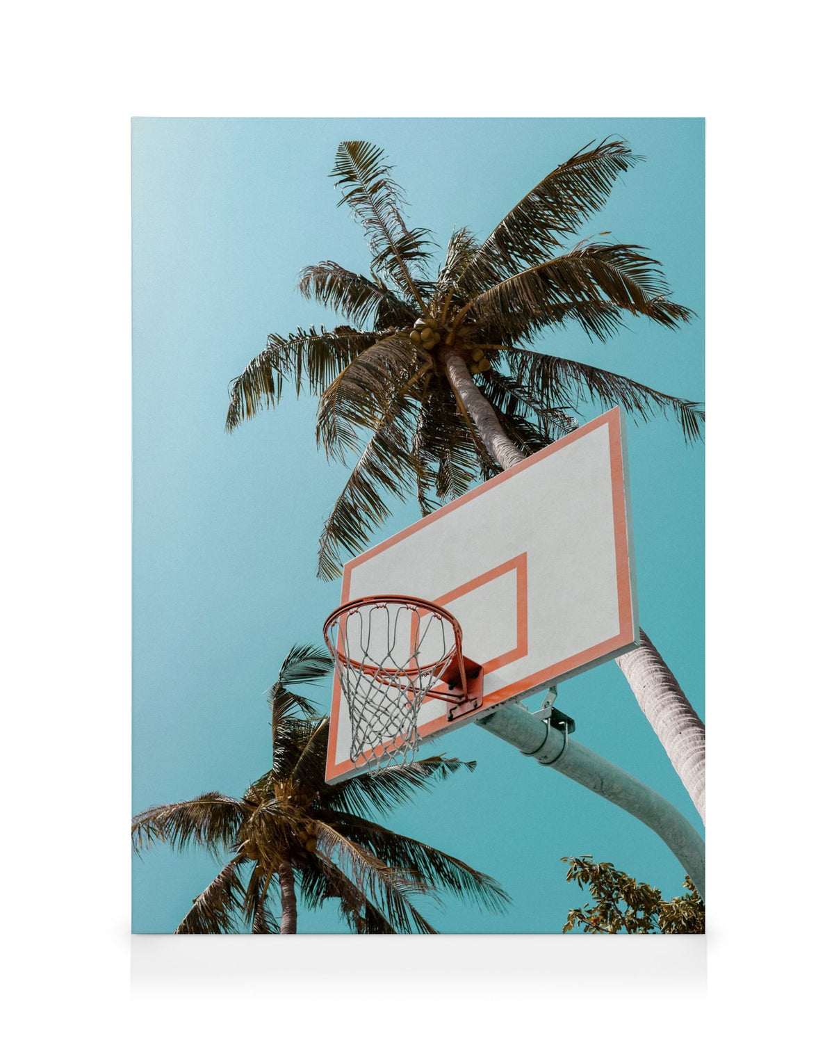 Basketball Palms Canvas print