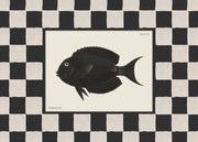Vintage Surgeonfish Print
