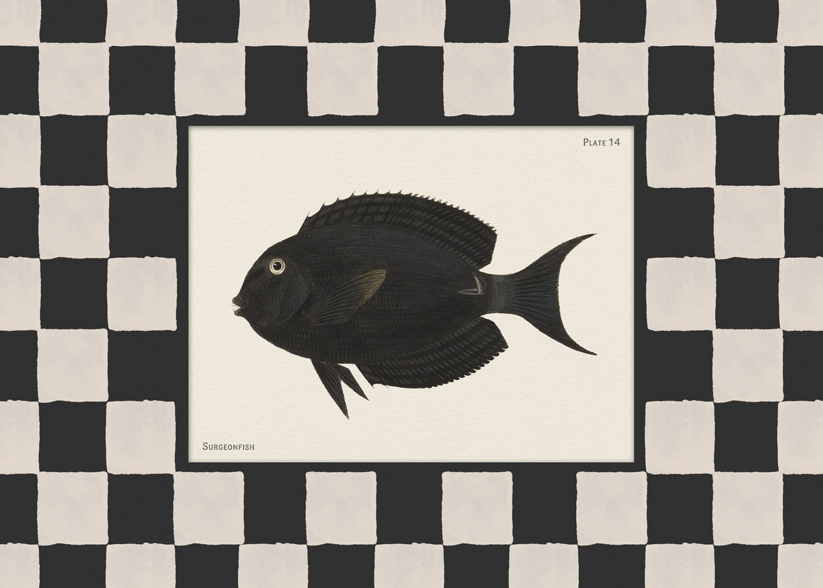 Vintage Surgeonfish Print
