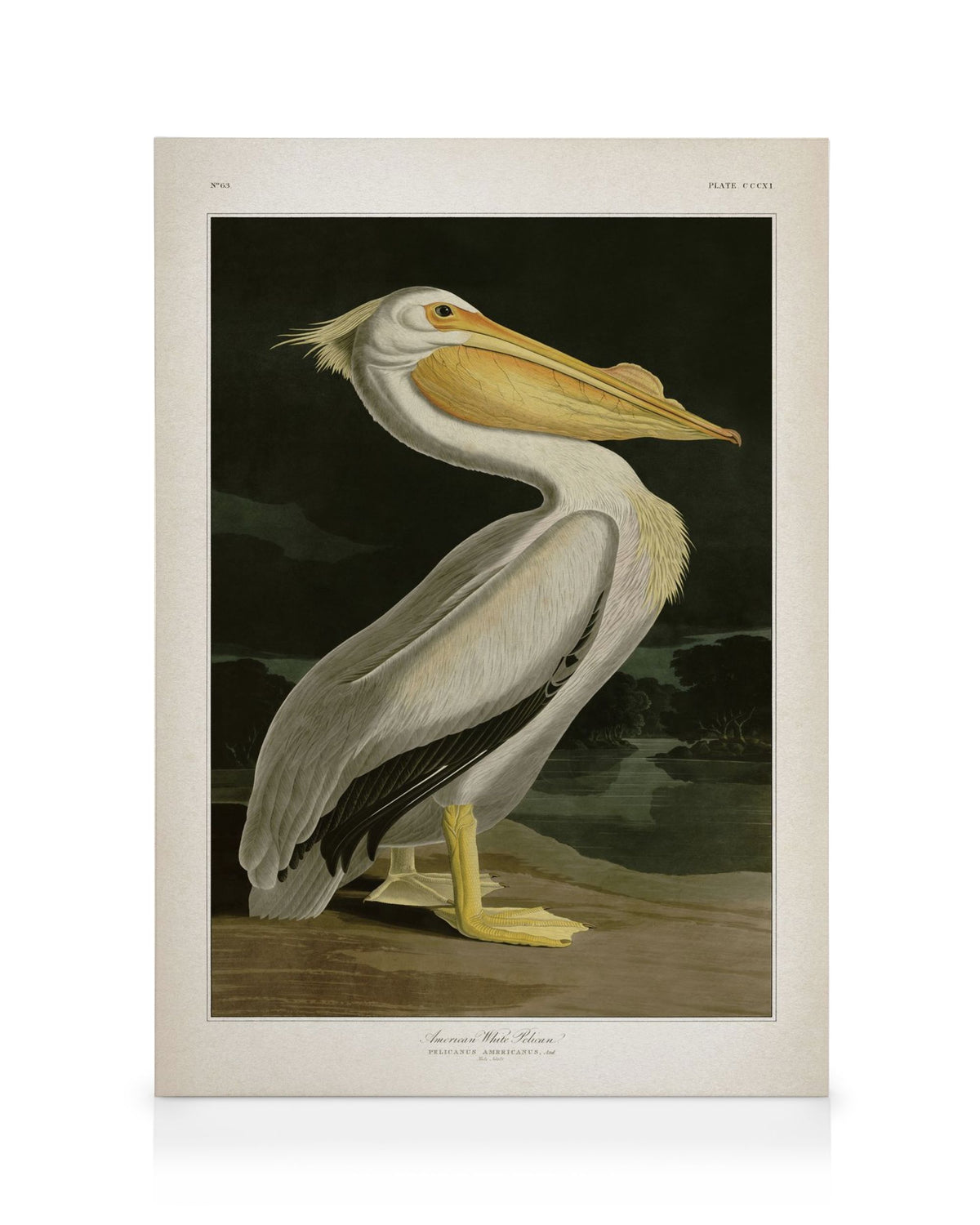 American White Pelican Canvas print
