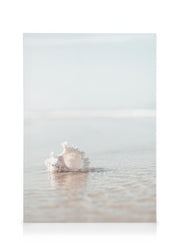 Seashell on the Beach Canvas print