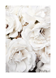 White Roses Print