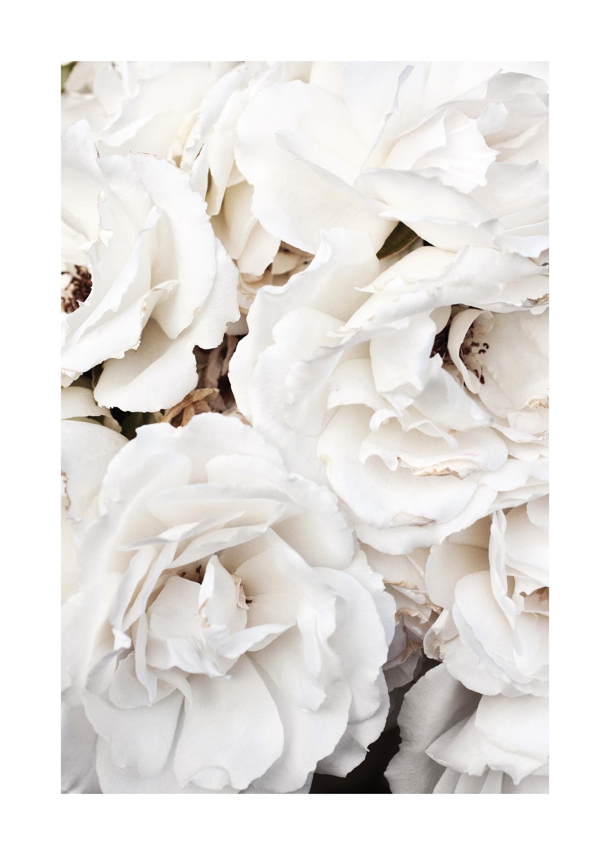 White Roses Print