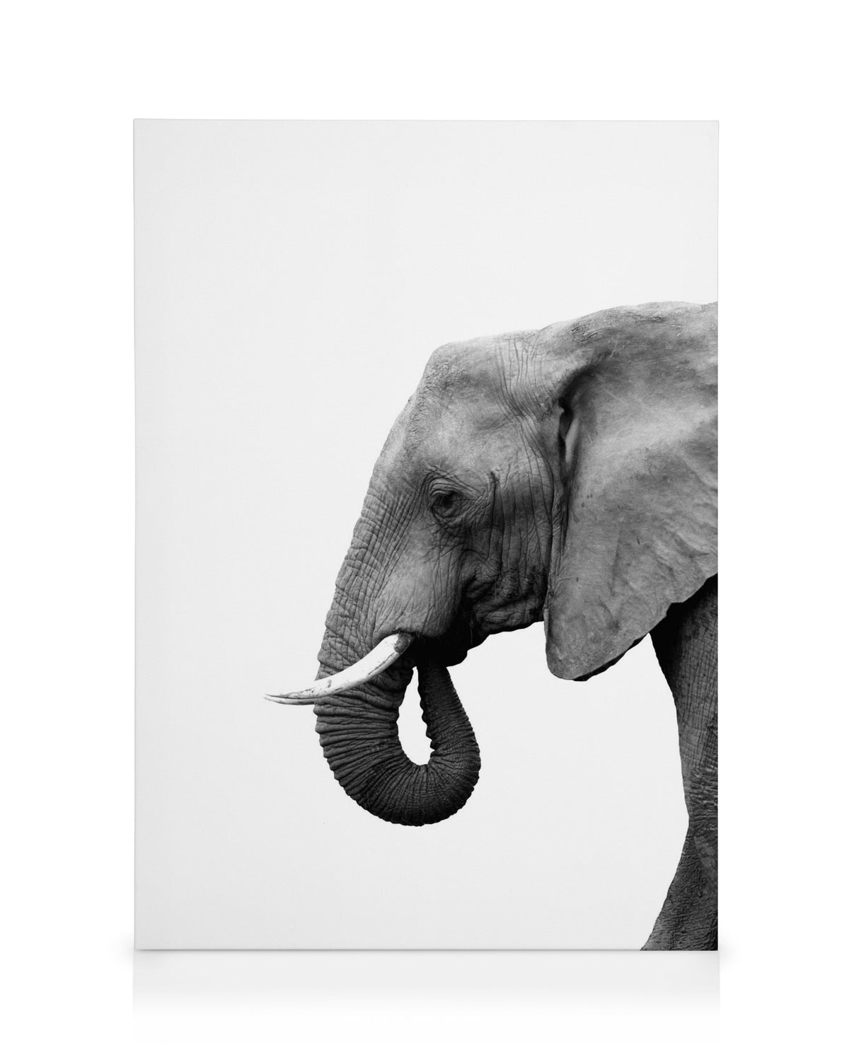 Elephant From Side Canvas print