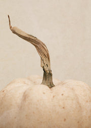 White Pumpkin Print