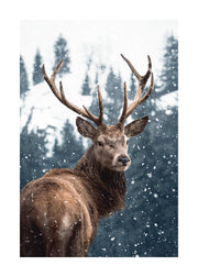 Red Deer in Snow Print