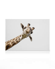 Curious Giraffe Canvas print