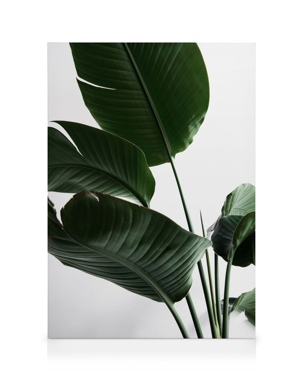 Strelitzia One Canvas print