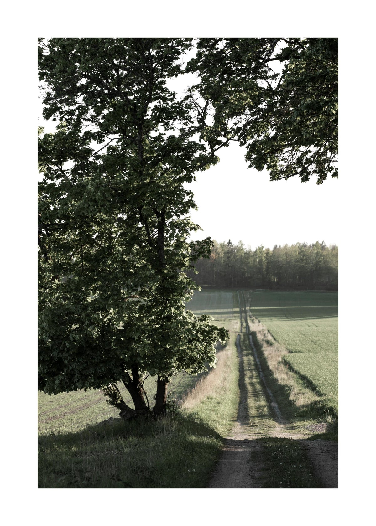 Country Road Print