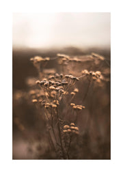 Brown Botanical No1 Print
