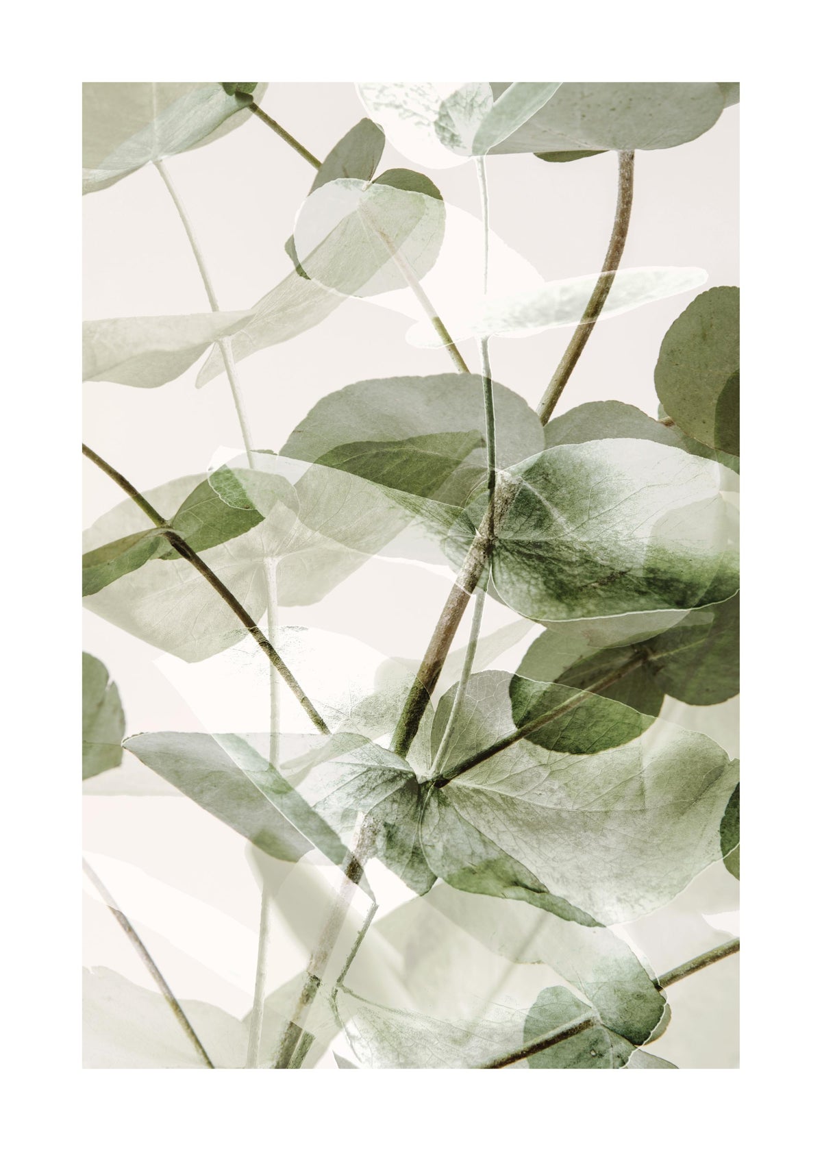 Eucalyptus Shades No1 Print