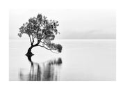 Lonely Wanaka Tree Print