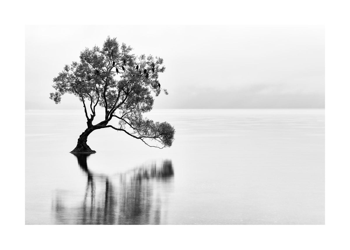 Lonely Wanaka Tree Print