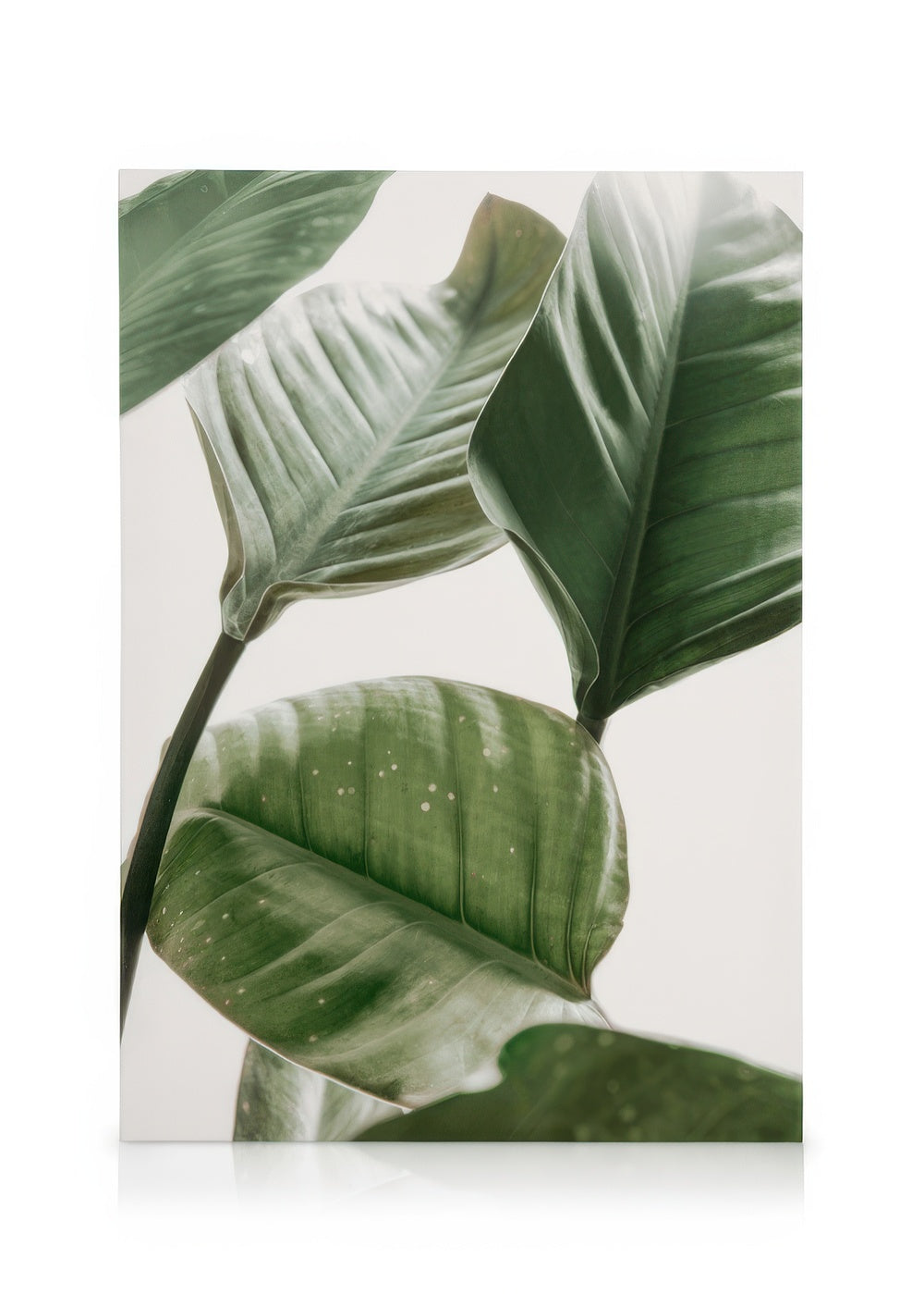 Strelitzia Plant No2 Canvas print