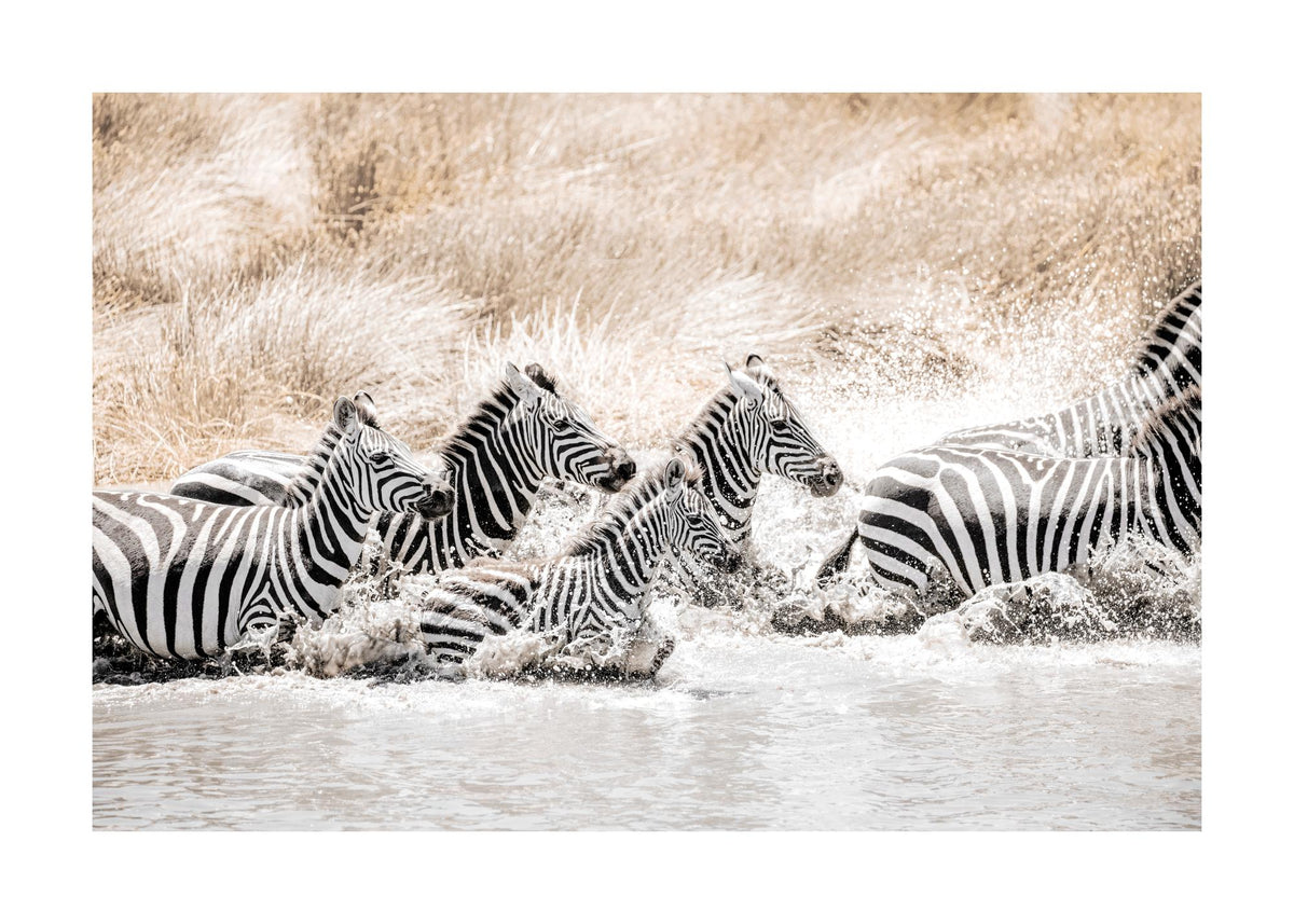Zebras in Movement Print