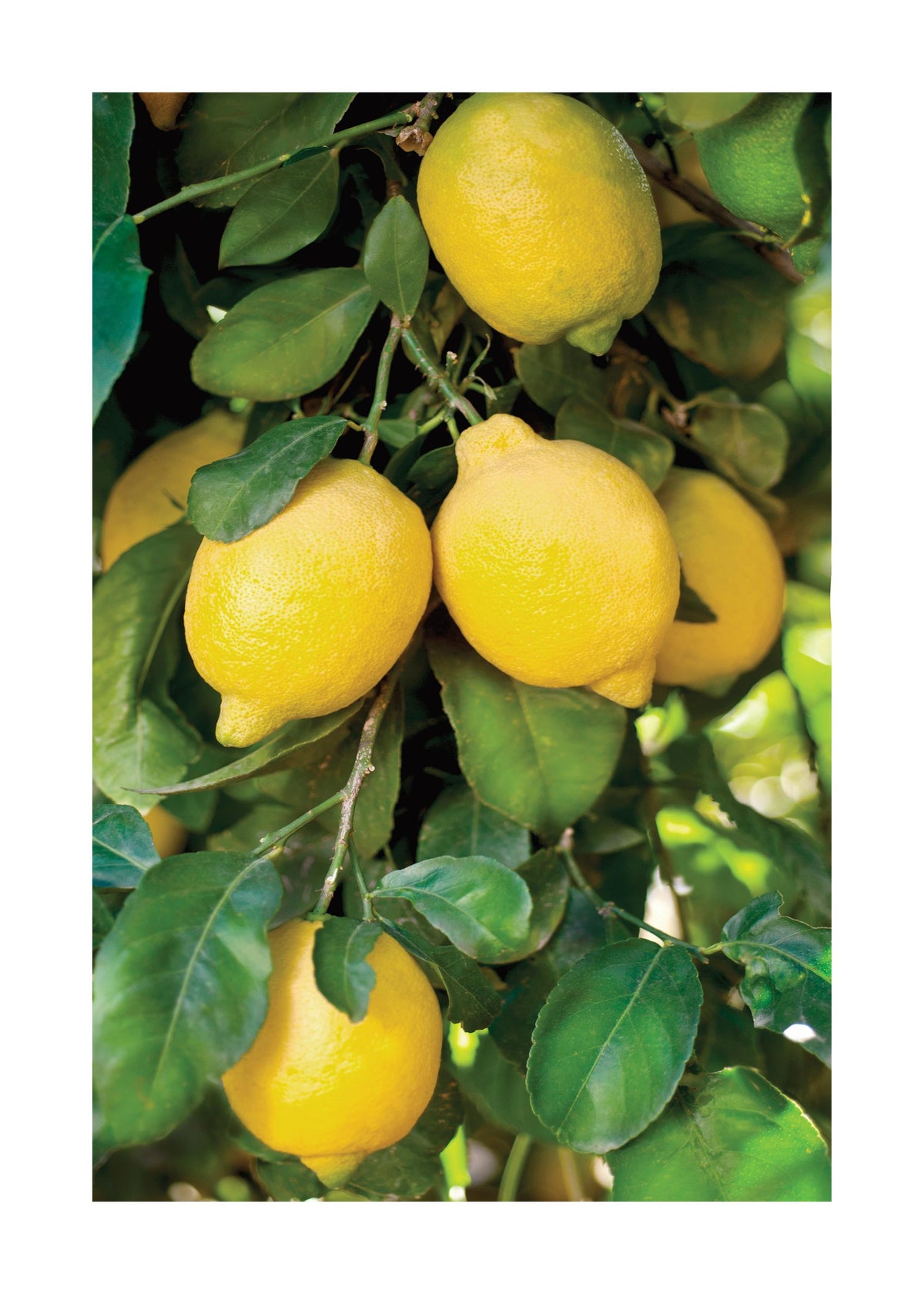 Fresh Lemons Print