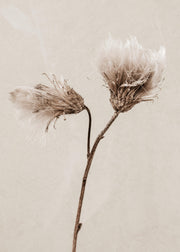 Still Life Thistle Print