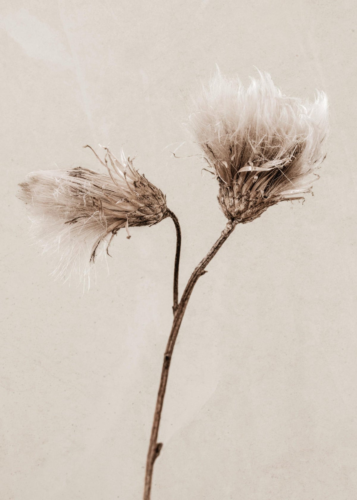 Still Life Thistle Print