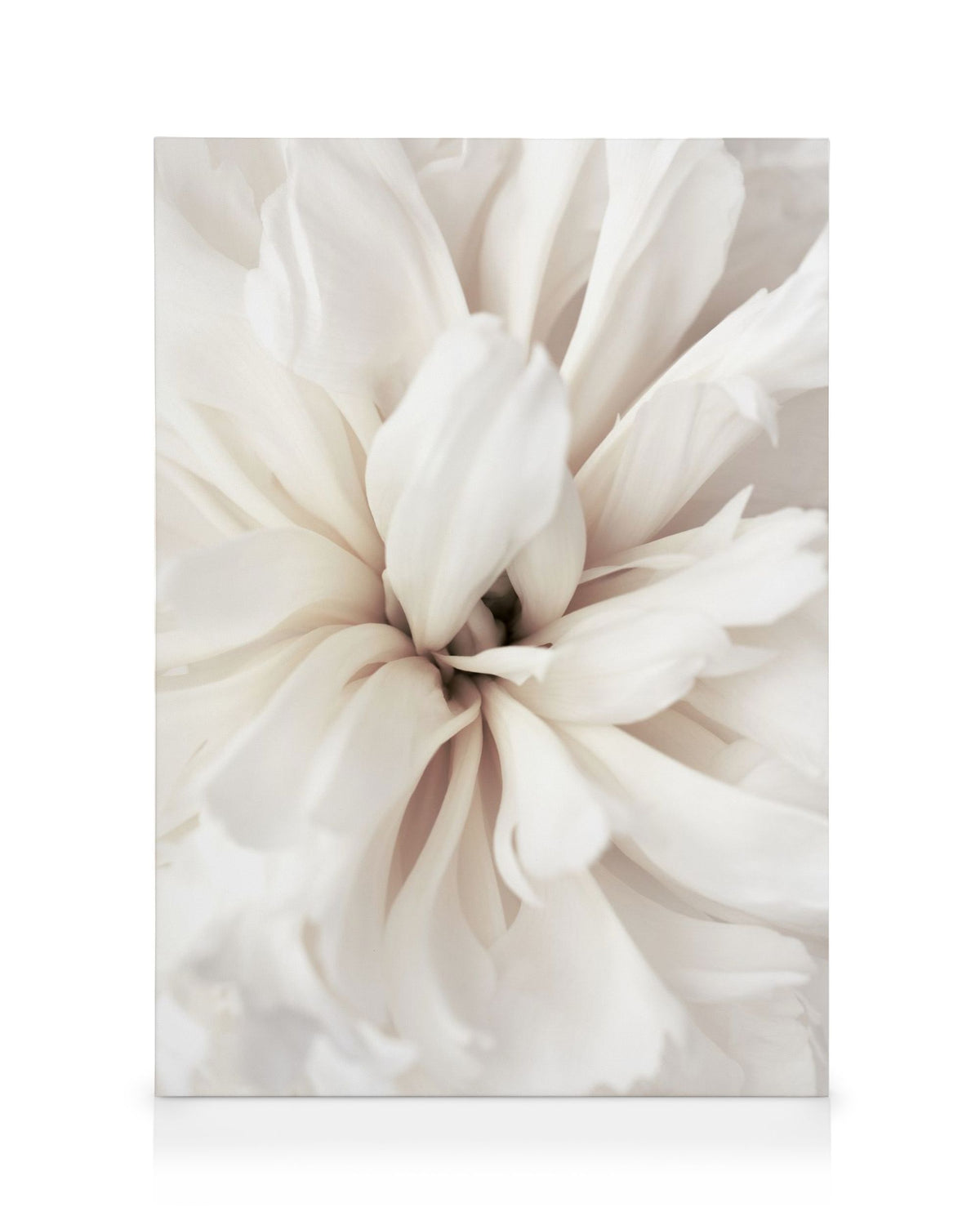 Close Up Blossom Canvas print