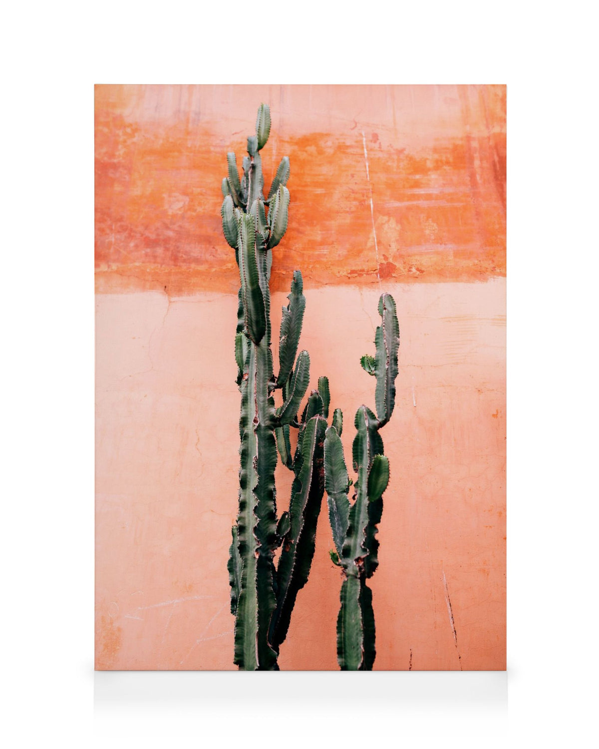 Orange Cactus Wall Canvas print