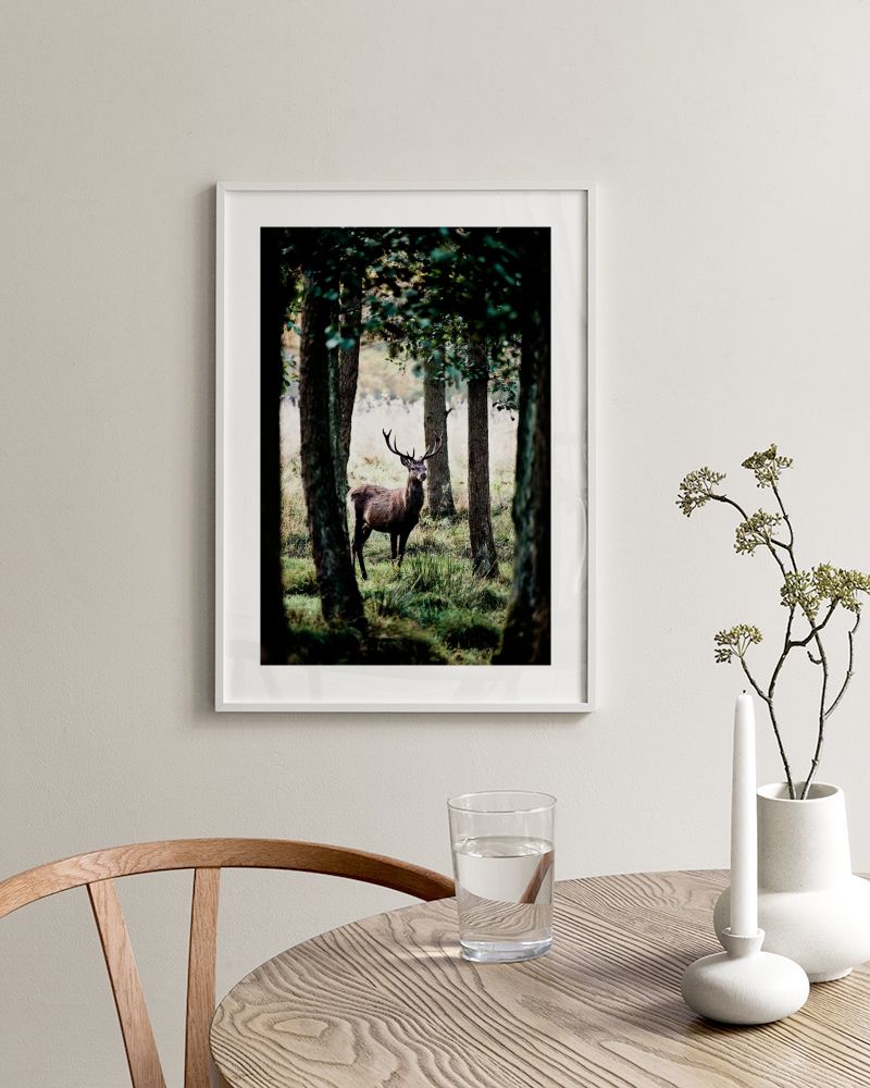 Stag In Forest Print